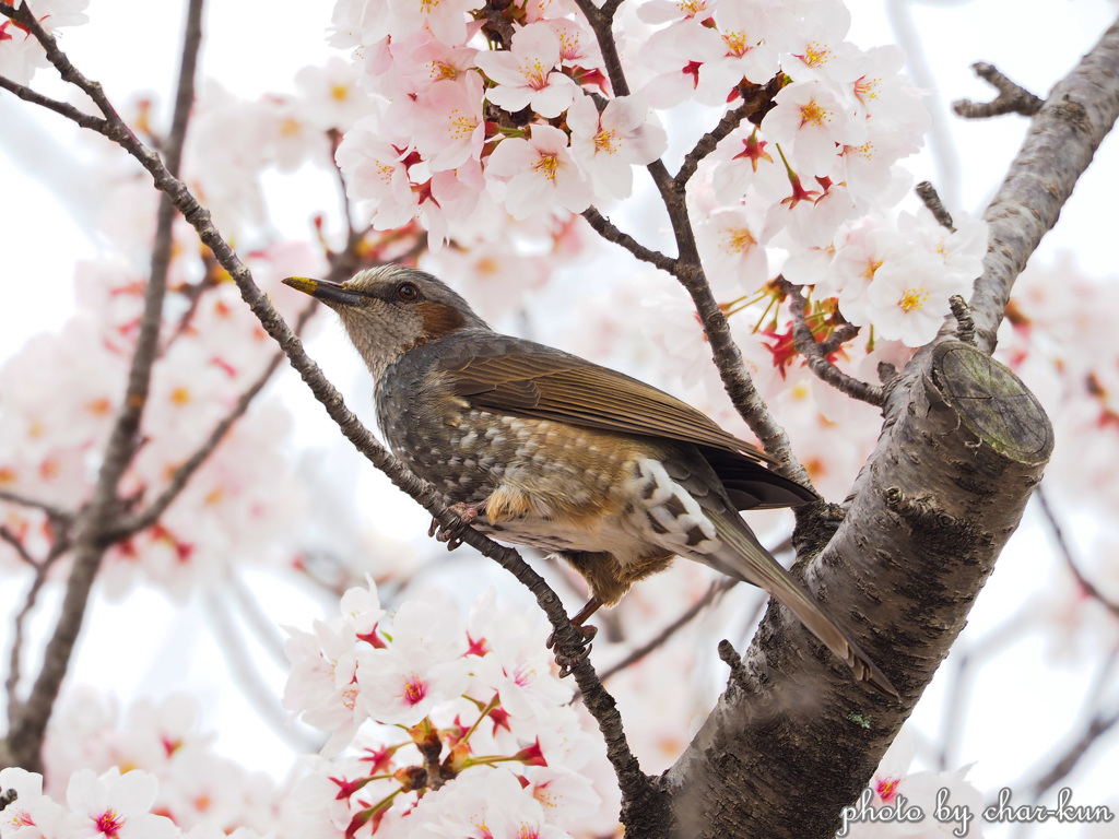 春の香に包まれて