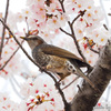 春の香に包まれて