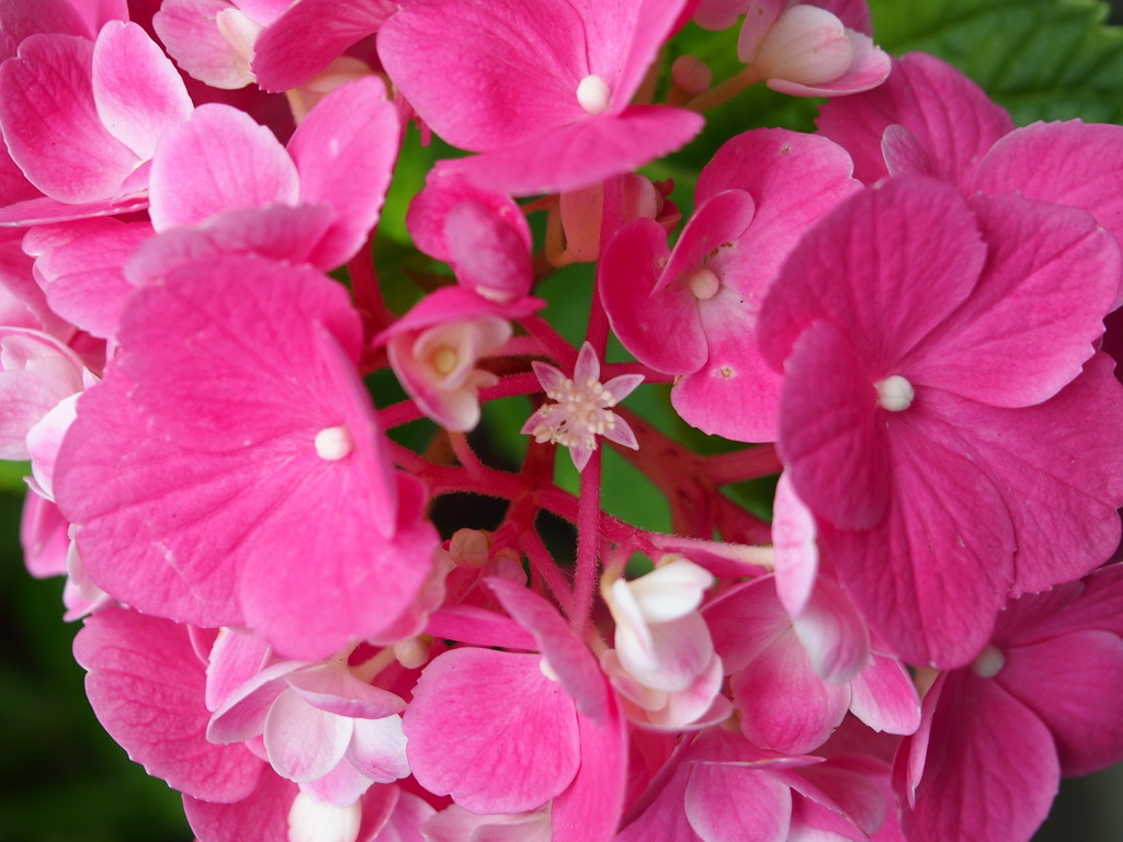 紫陽花の中の「あじさい」