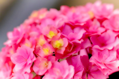 Hydrangea of the porch