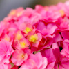 Hydrangea of the porch