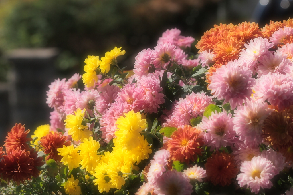 我が家の小菊満開～ソフトフォーカスVer.