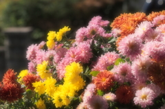 我が家の小菊満開～ソフトフォーカスVer.