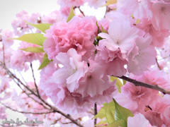 手毬桜～紅豊