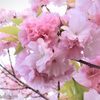 手毬桜～紅豊