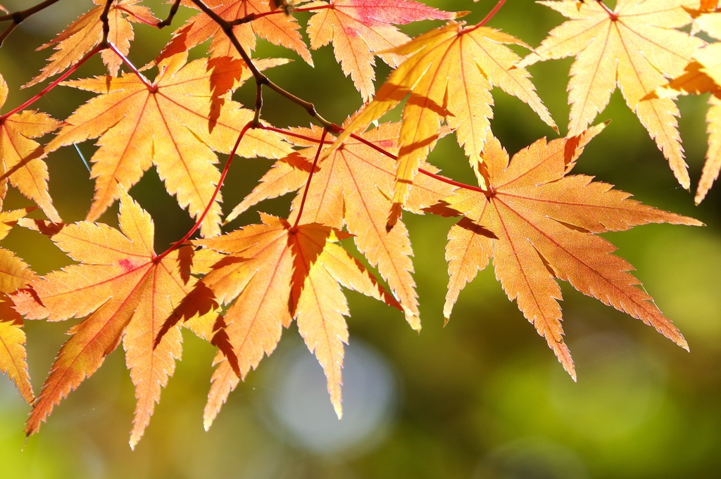 秋の彩 '14.11 万博公園⑧