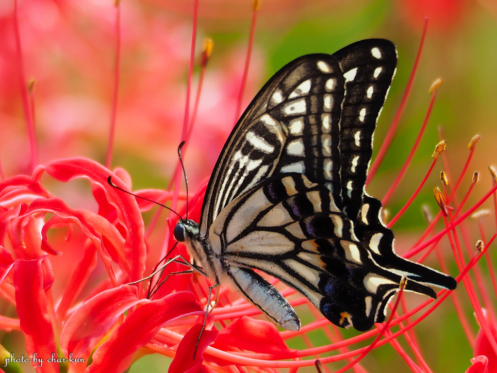 Swallowtail butterfly