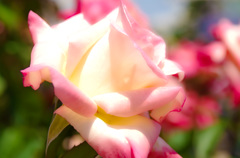 Rosa Diana,Princess of Waies