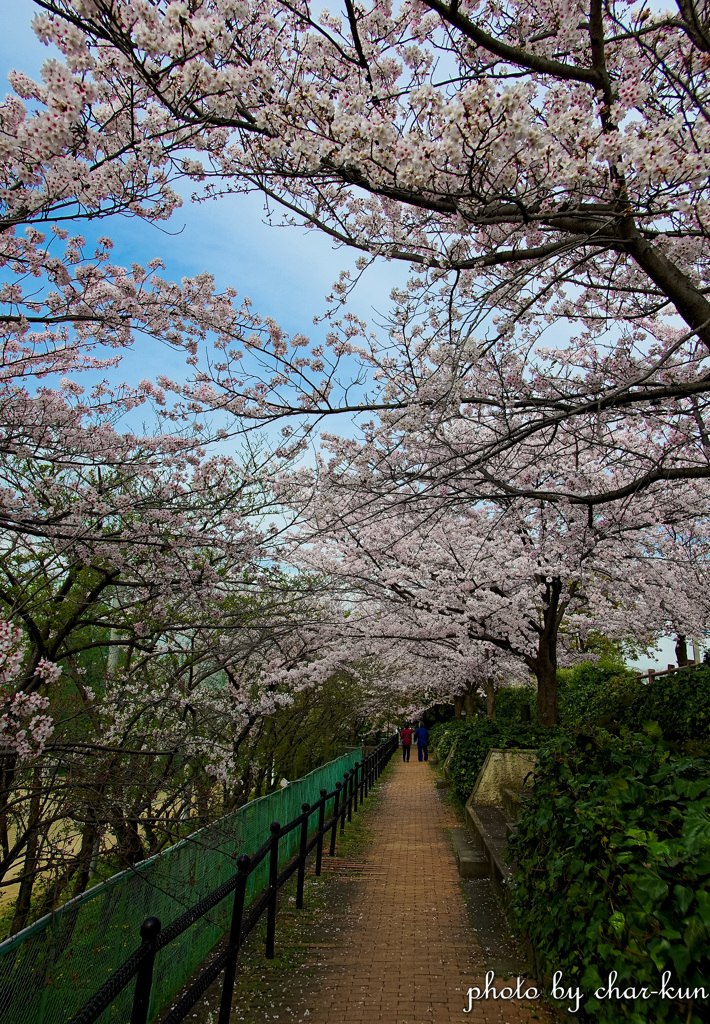 桜咲く散歩道