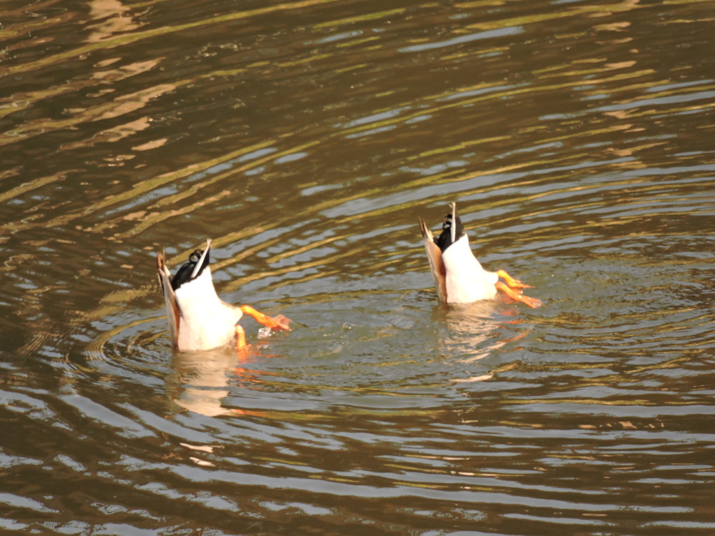 Synchronized swimming