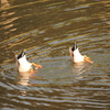 Synchronized swimming