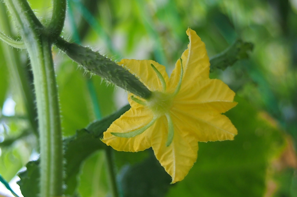 収穫はいつ頃？