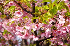 河津桜②