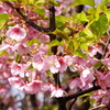 河津桜②