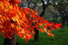 秋の彩 '14.11 万博公園⑤