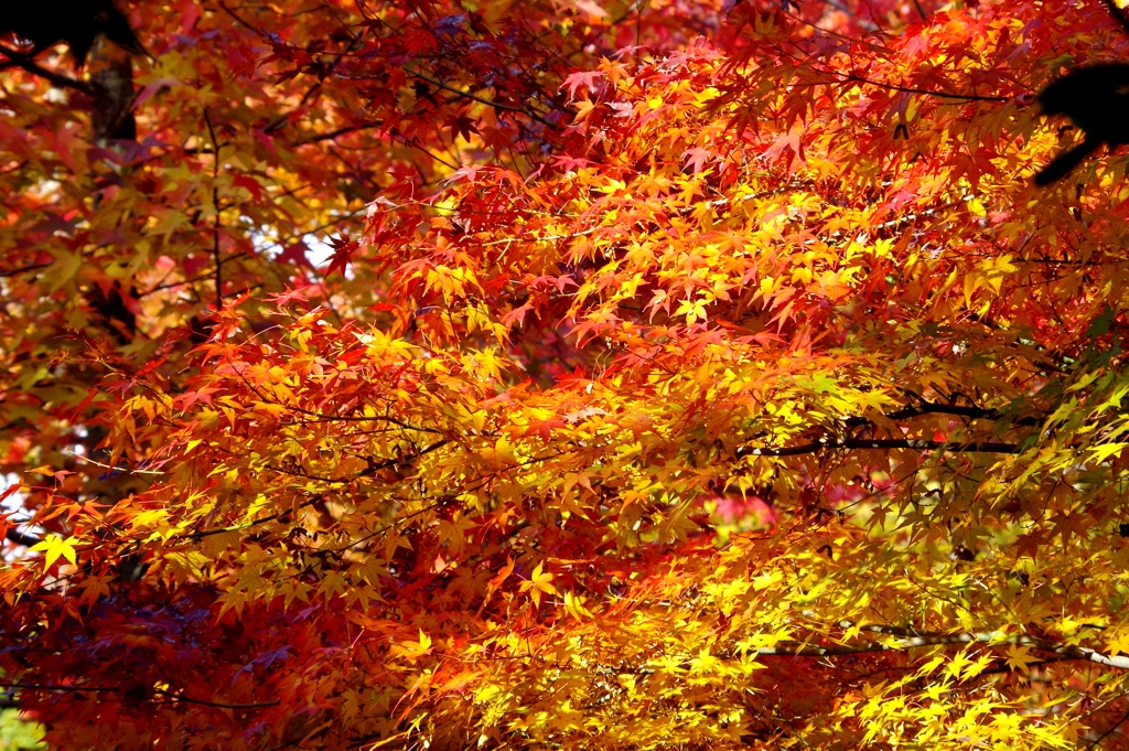 秋の彩 '14.11 万博公園①
