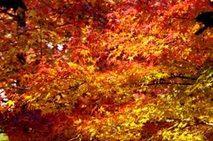 秋の彩 '14.11 万博公園①