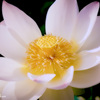 Bodhisattva