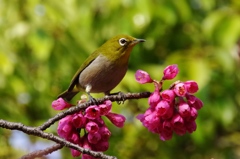 緋寒桜(？)とメジロ