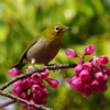 緋寒桜(？)とメジロ