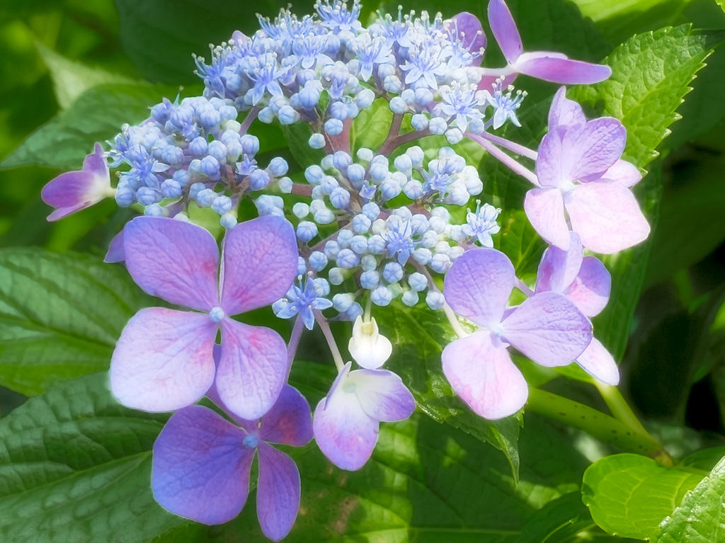 In a sunny interval of the rainy season