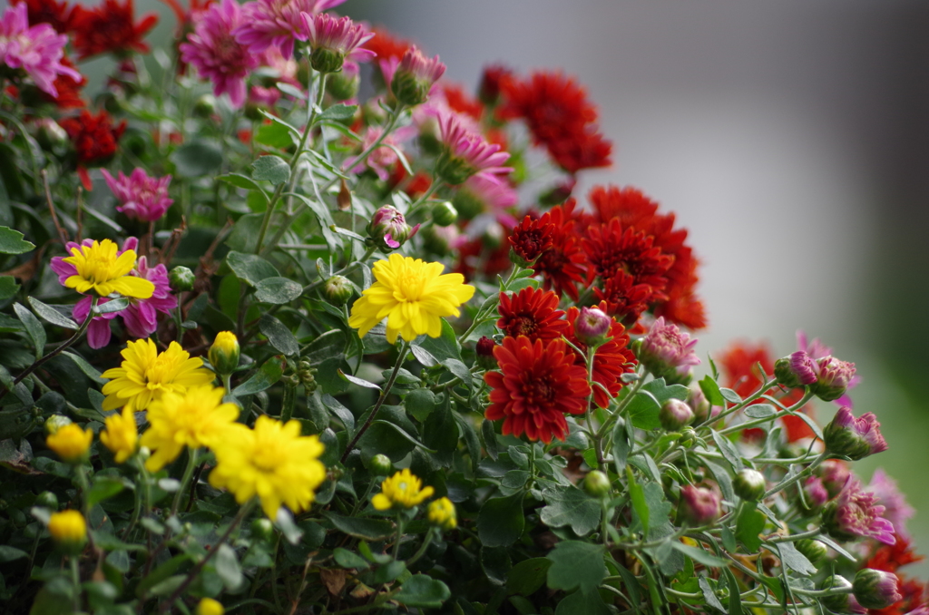 小菊～我が家にて