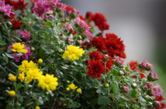 小菊～我が家にて