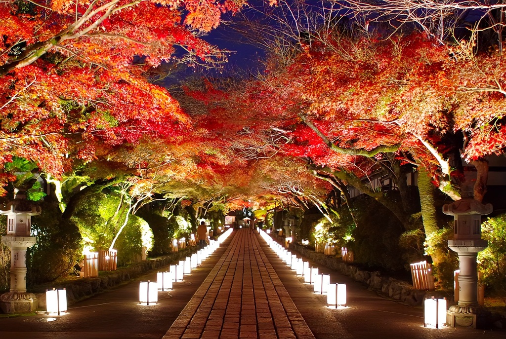 石山寺｢あらた夜もみじ｣