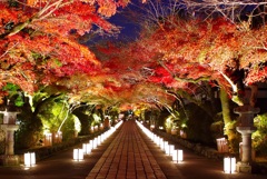 石山寺｢あらた夜もみじ｣