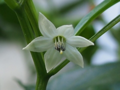 ピーマンの花