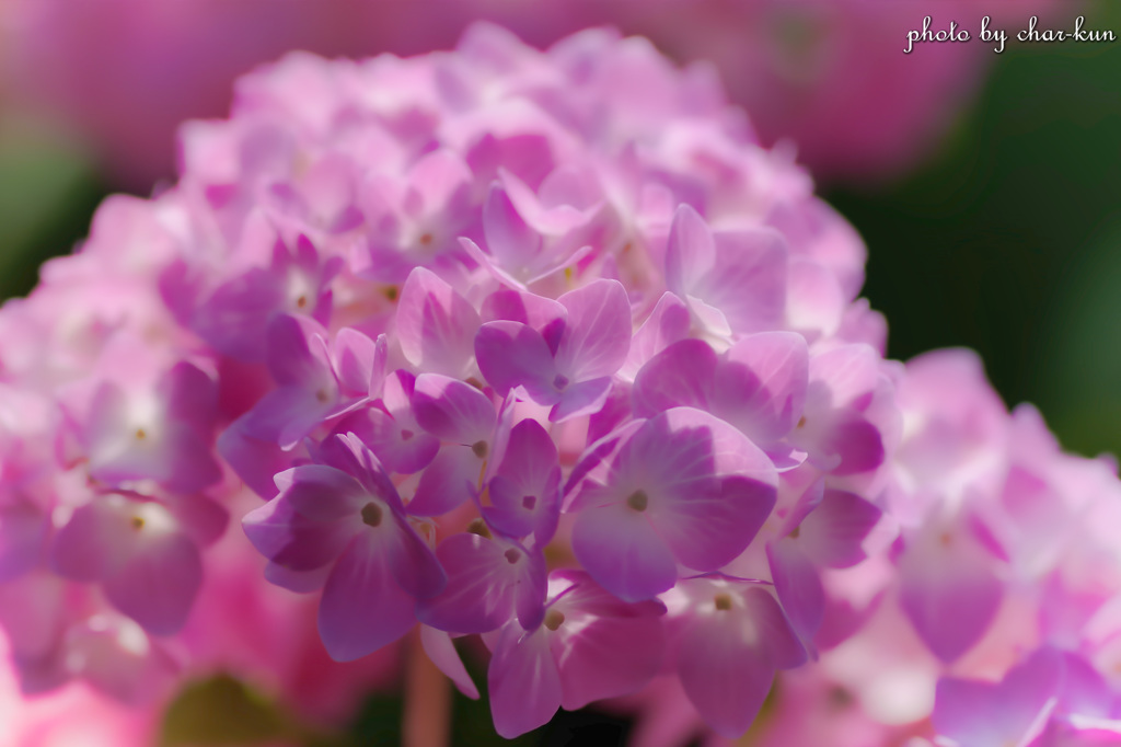 長居公園植物園～紫陽花の季節 Ⅲ