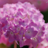 長居公園植物園～紫陽花の季節 Ⅲ