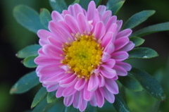 アスター（蝦夷菊）