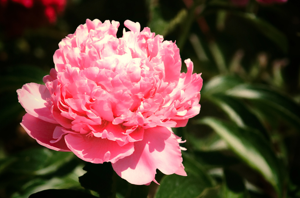 bashfulness