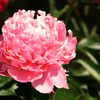 bashfulness