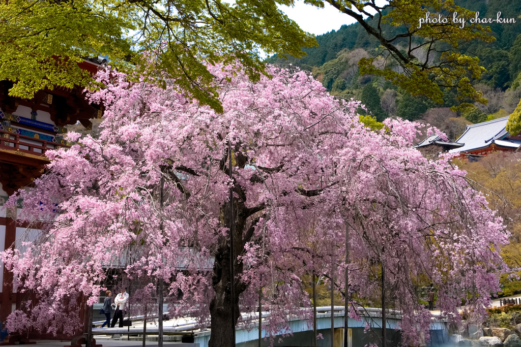 勝尾寺 春景 Ⅱ