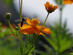キバナコスモスとハチ