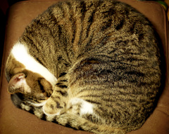 熟睡中 Zzzz･･･