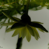幻影～水面の睡蓮