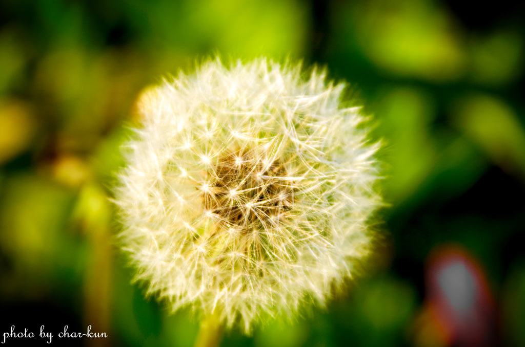 dandelion