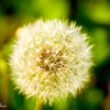 dandelion