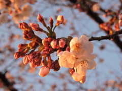 夕陽に照らされて②
