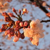 夕陽に照らされて②