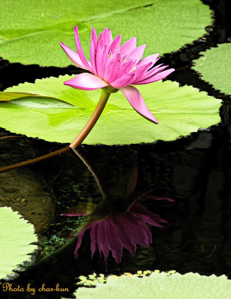 Reflected image