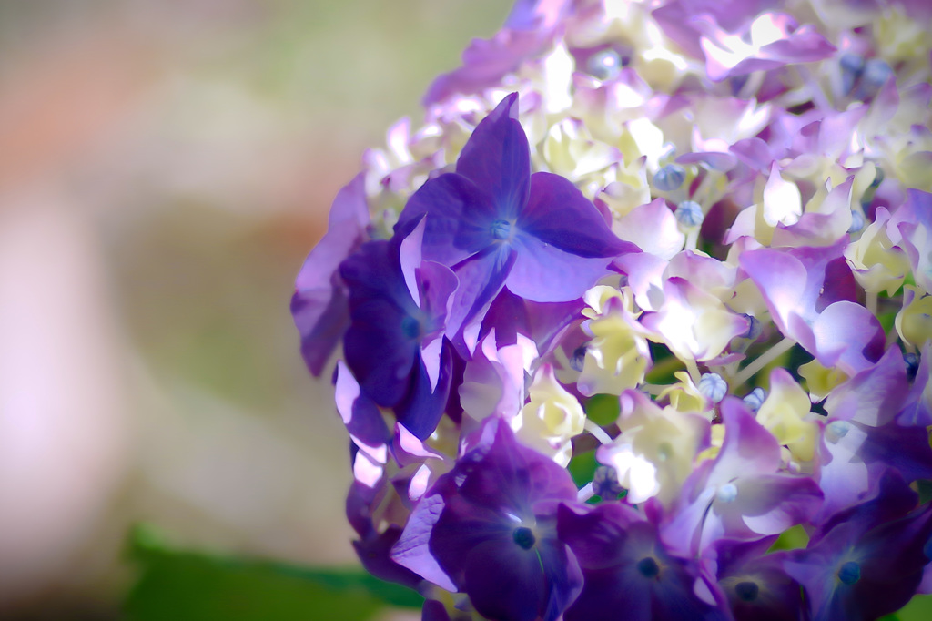 万博 日本庭園にて⑥