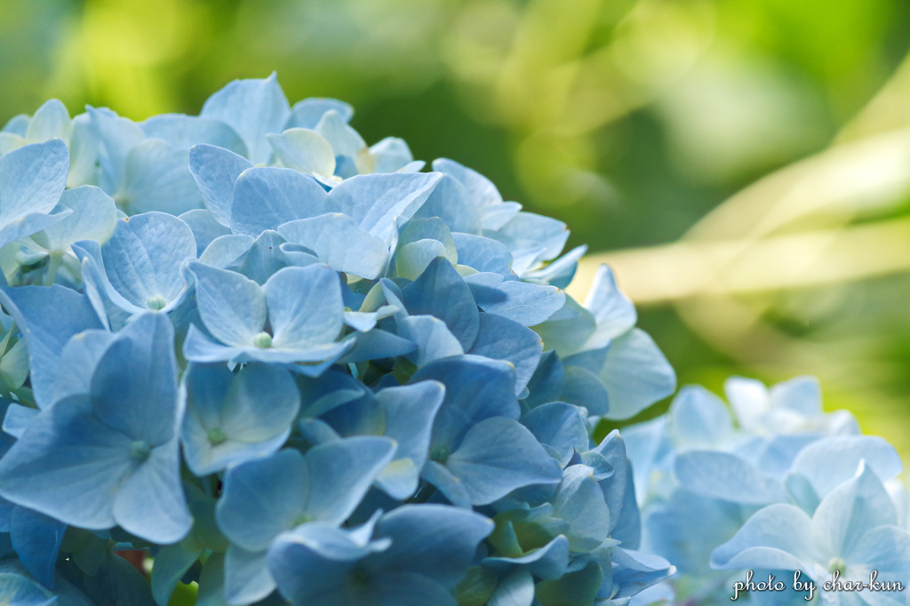 長居公園植物園～紫陽花の季節 Ⅱ