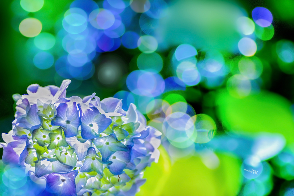 紫陽花づくし　20
