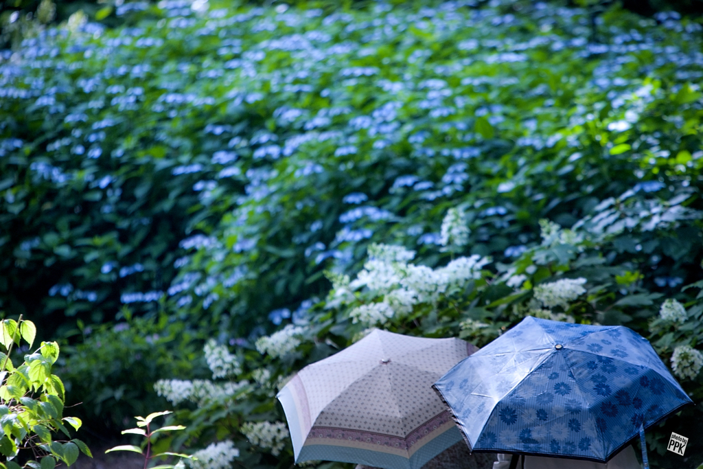 紫陽花づくし　4