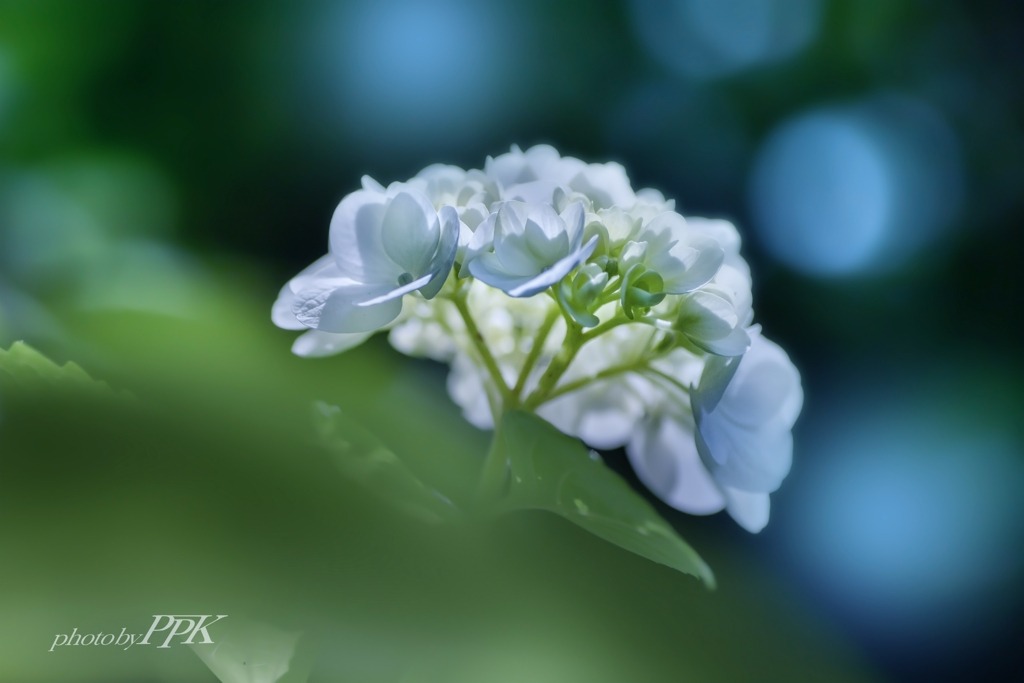 紫陽花づくし　13