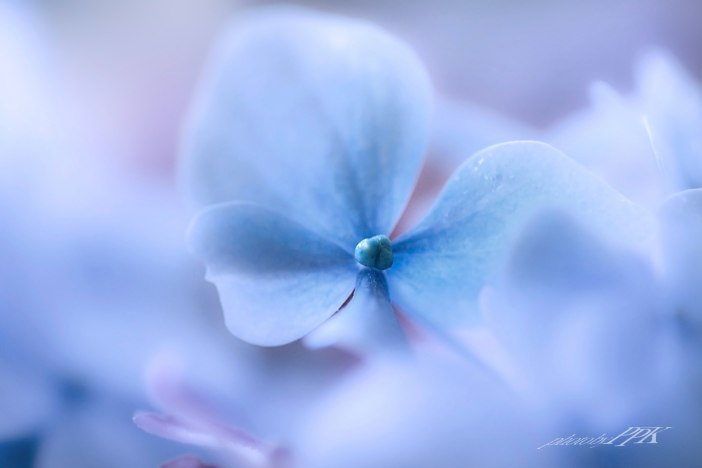紫陽花づくし　16